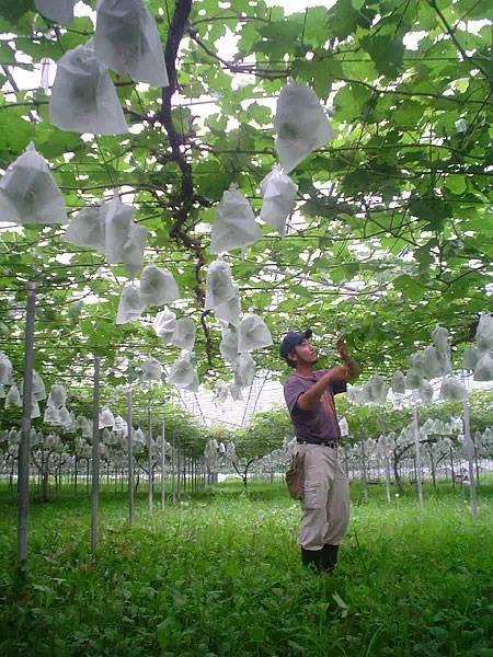 日本葡萄栽培的品种、模式和技术特征