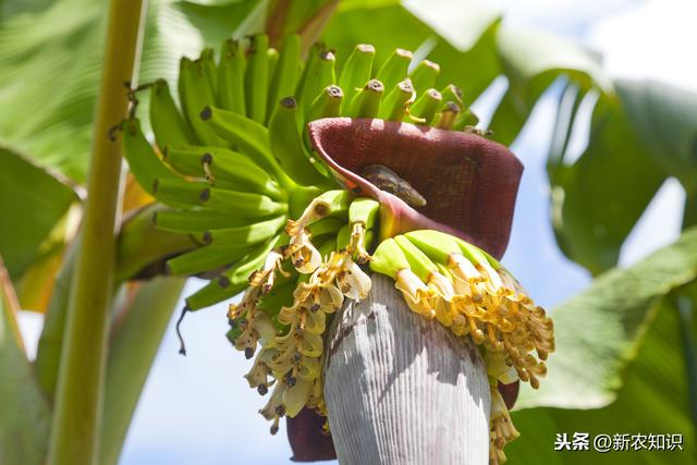 香蕉优质种植施肥技术要点，来看看香蕉需肥规律，怎么正确施肥