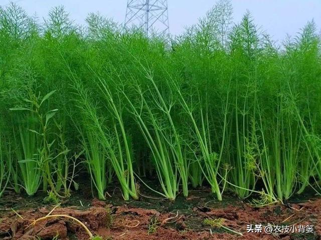 茴香有哪些种植管理技巧？怎样才能轻松种出高产鲜嫩的茴香？