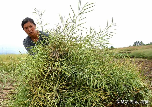 高产油菜有哪些种植管理技巧？从种到收重点抓好这8点