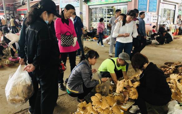 吃货抓紧！野生菌即将落潮 这种菌现在吃正好……