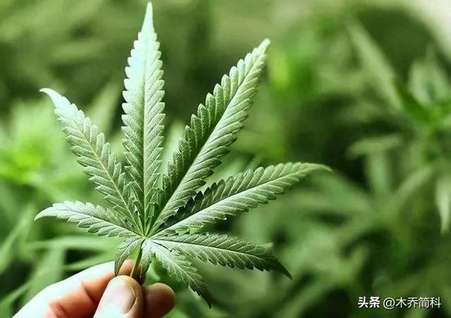 关于大麻种植来源和使用方法的考古探讨