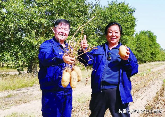 种植马铃薯只要抓好这几点，农民实现高产增收很简单