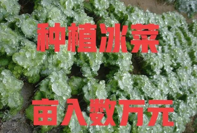 你没见过的贵族蔬菜—冰菜，种植前景非常不错，值得推荐