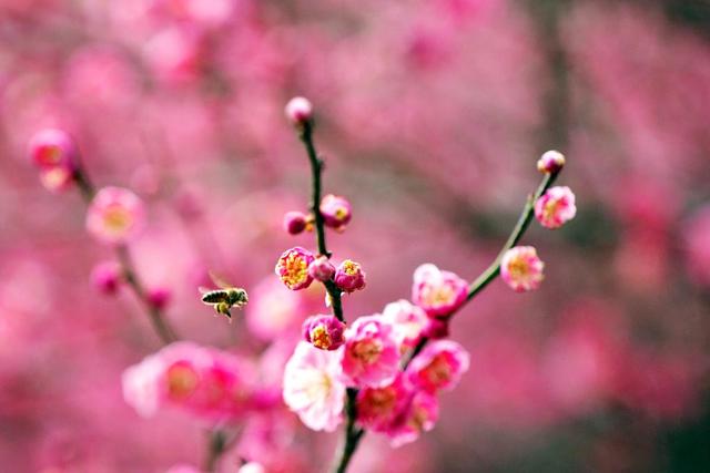 时光相册丨图说节气：惊蛰印象