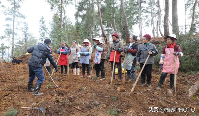 贵州长顺：种植金银花 致富有“钱途”