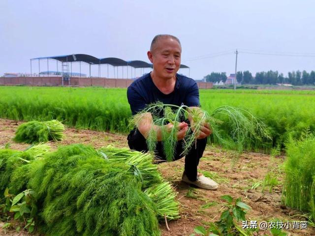 茴香有哪些种植管理技巧？怎样才能轻松种出高产鲜嫩的茴香？