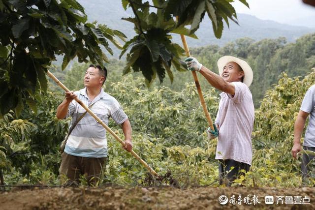 好品山东｜泰山板栗，从这里走向未来走向世界