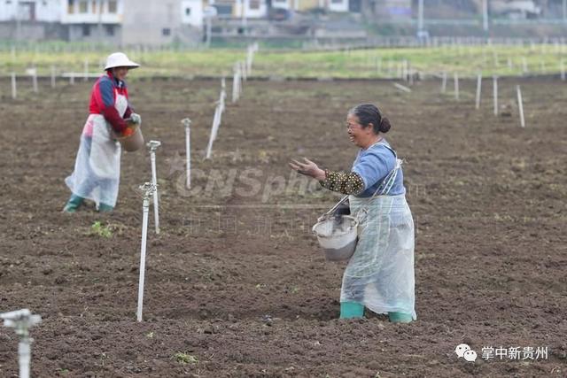 17.62万平方公里的贵州种了多少蔬菜？