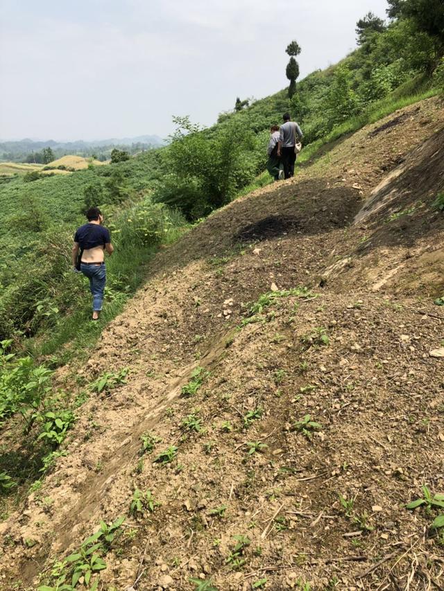 半夏 药材种植 农业创业好项目？ 锋哥告诉你实情