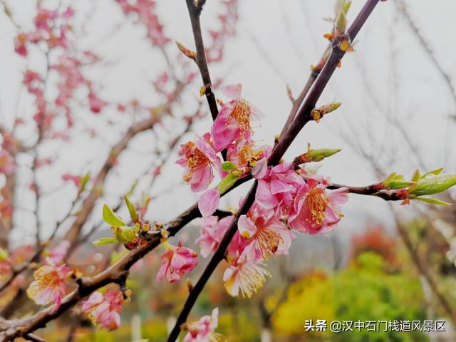 撒下绿色 收获希望——石门栈道植树节活动