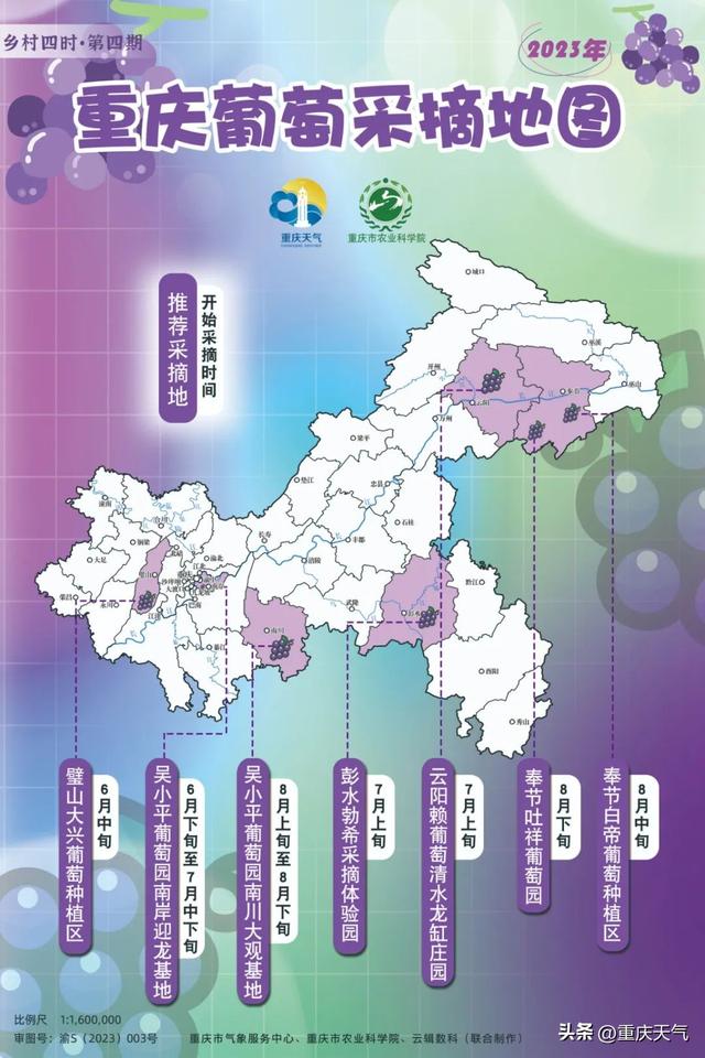 前方高甜！重庆2023年葡萄采摘之旅来了