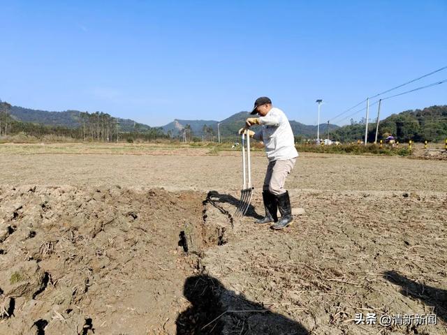 清甜无渣！龙颈龙东马蹄开挖了！