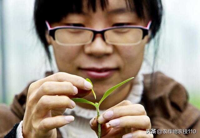 一月什么蔬菜最适宜种植，会出现哪些病虫害等问题？