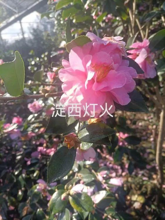 喜讯！青浦两家经营主体入选上海市花卉“四新”技术示范基地