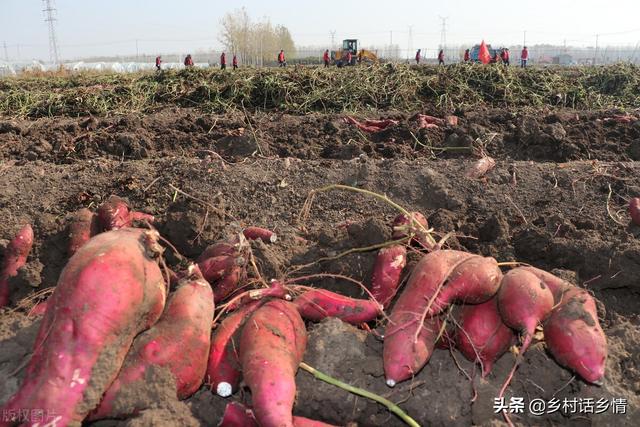 栽培红薯记住这几点，结得多个头还大，表面光滑又甜又面