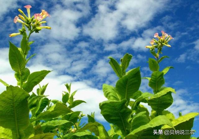 了解烟草的种植，栽植密度的影响要知道，是增质稳产的基础