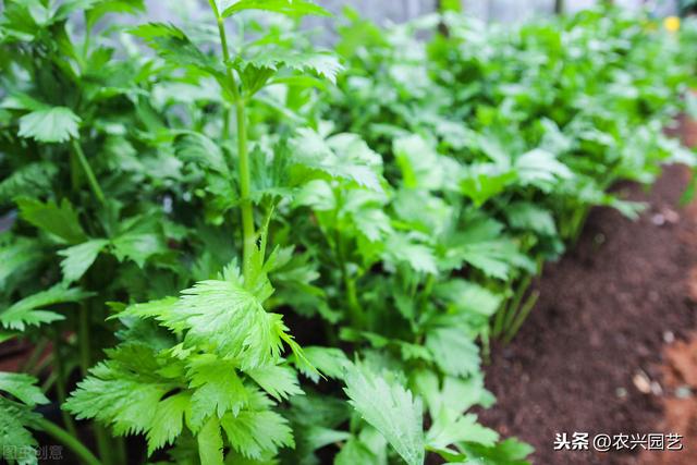 大棚芹菜栽培技术，种植时需要注意的事情，一起来看看吧