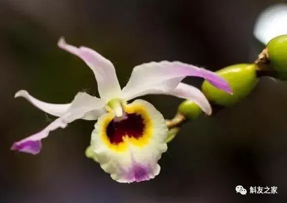 「石斛花大全」赶紧收藏起来