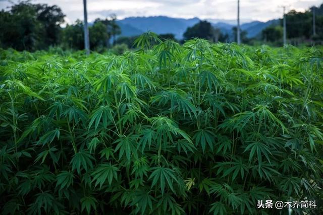 关于大麻种植来源和使用方法的考古探讨