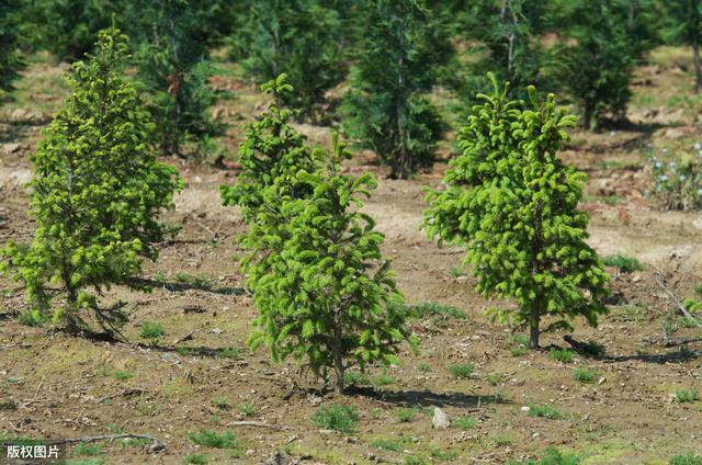 城市园林绿化苗木栽植与养护技术，保证园林实现绿化的效果