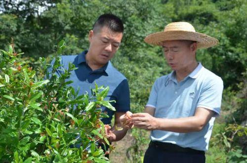 专家请进来 技术送下去，谋产业发展 助乡村振兴