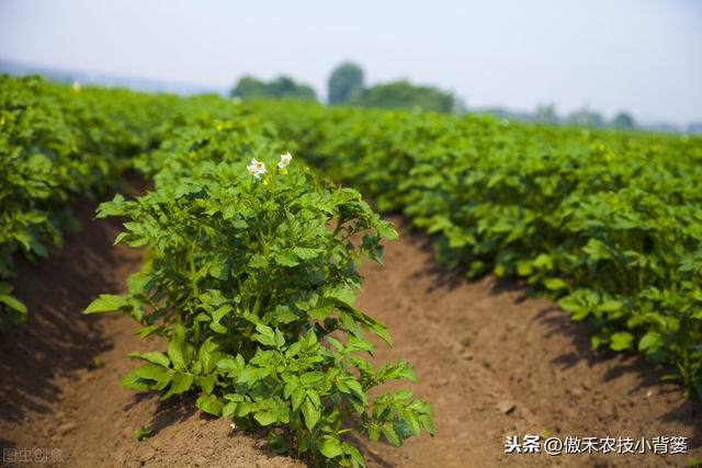 提高马铃薯产量品质的15个种植管理技巧，每个都很重要