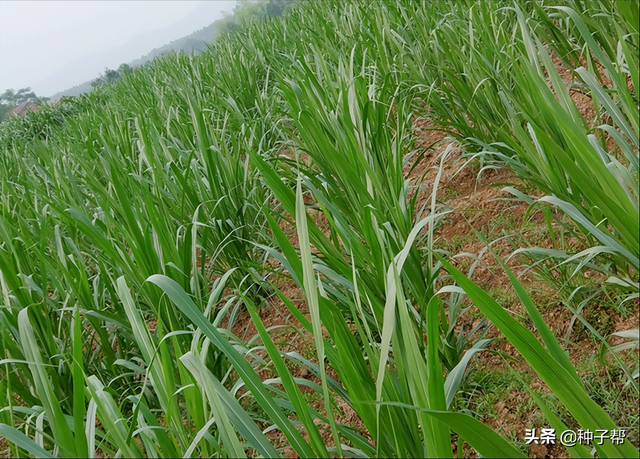 贵州养牛羊种什么牧草？甜象草种一次割10年，亩产可达40000 斤