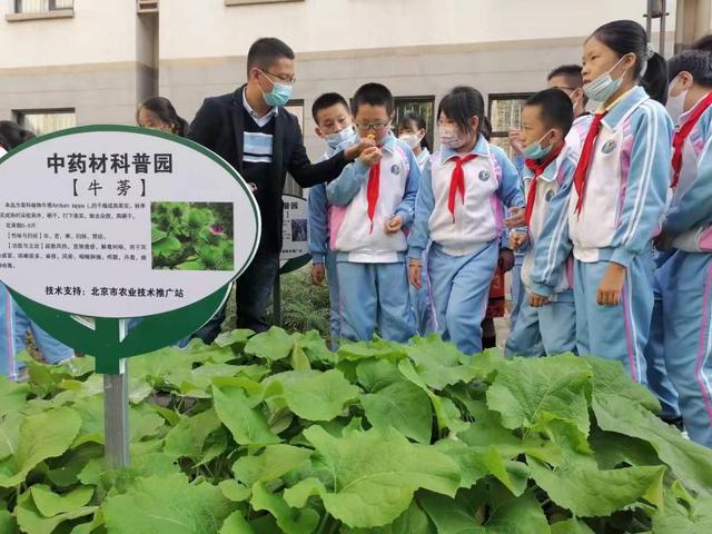 板蓝根、桔梗、黄芩……这些中草药种在了北京的校园里