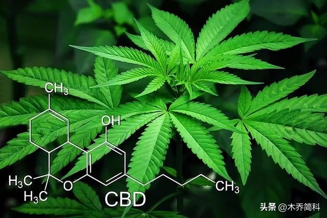 关于大麻种植来源和使用方法的考古探讨