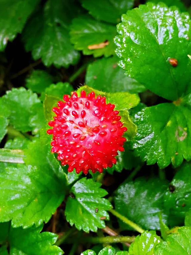 野草莓～蔷薇科草莓属植物