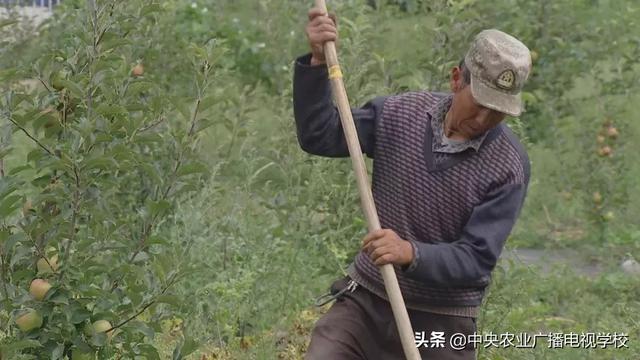 【农广天地】西藏苹果水肥一体化技术