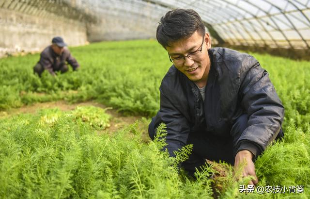 茴香有哪些种植管理技巧？怎样才能轻松种出高产鲜嫩的茴香？