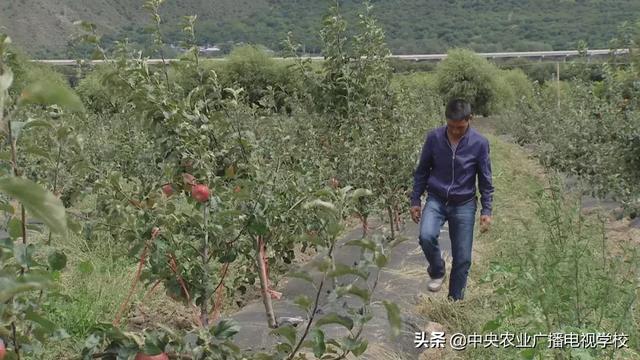 【农广天地】西藏苹果水肥一体化技术