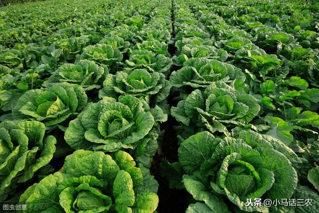 大白菜几月份种植最好，如何种植大白菜产量才会高