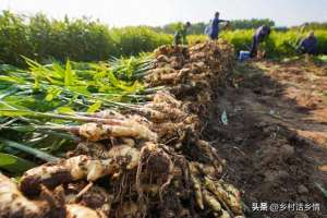 芋头什么时候种植最好(生姜和芋头什么时间种植好？种植方法有哪些？如何让其产量高？)