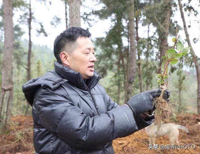 贵州长顺：种植金银花 致富有“钱途”