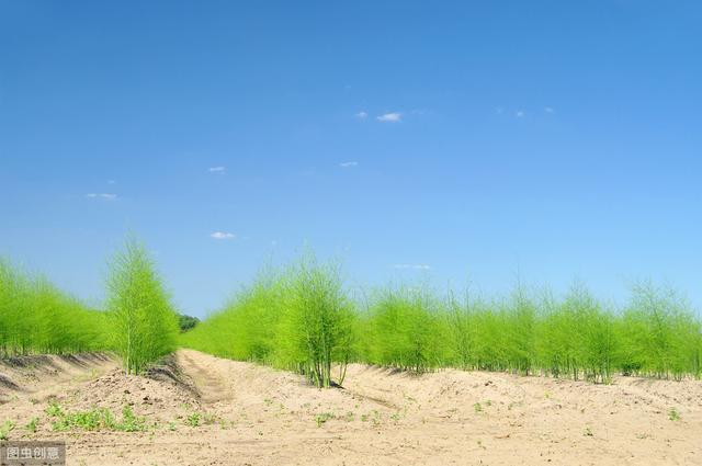 绿芦笋栽培技术，加强田间管理，提高产量和品质