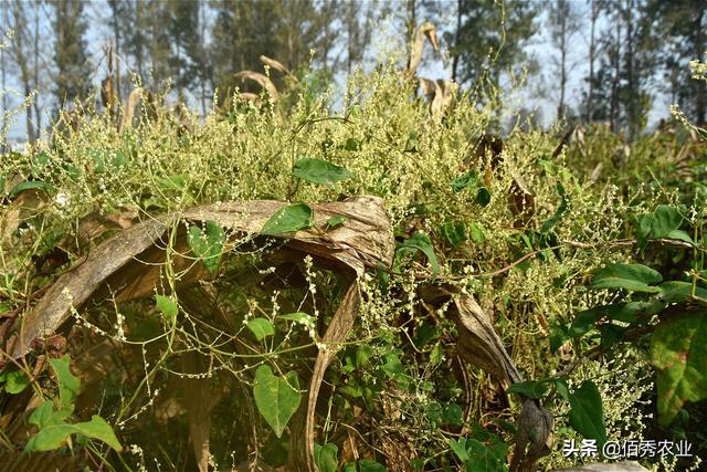 种苗不花钱，比种植红薯简单，曾是名贵中药材，何首乌不再神秘