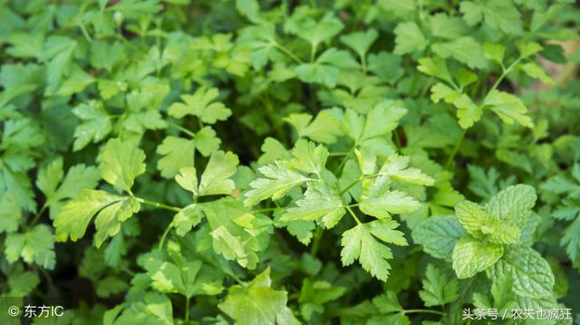 秋季种植香菜如何搞好“三防”？香菜种植有哪三防要注意？