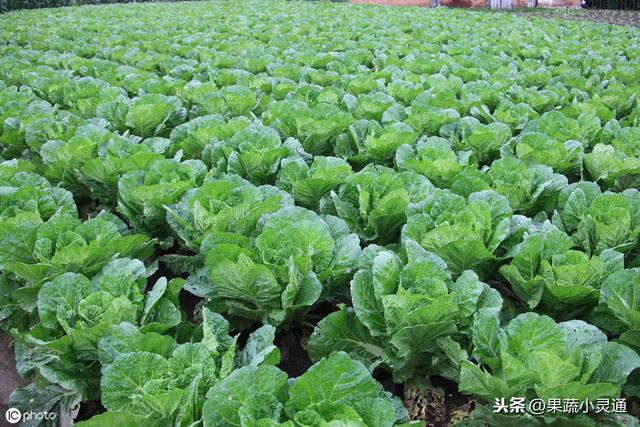 夏白菜的适播期一般在5月底到6月初，这份种植技术你收藏好！