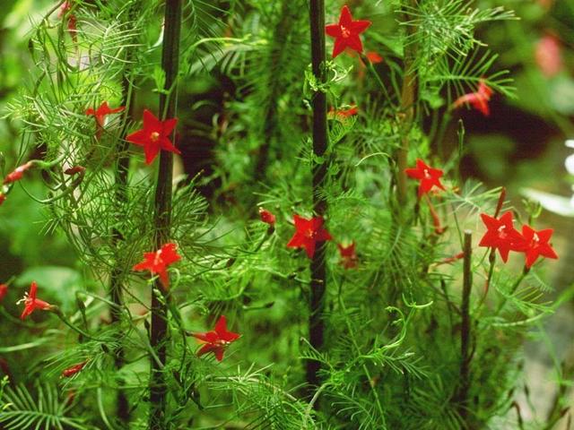 适合新手养护的几种藤本花卉，有的可以播种繁殖