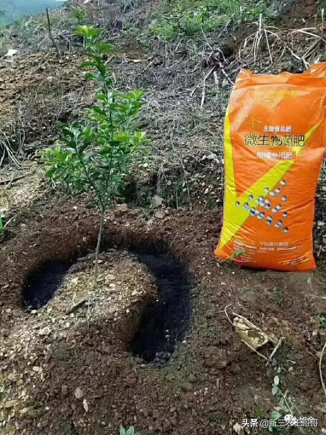 脐橙科学种植全过程，文章比较长建议收藏观看