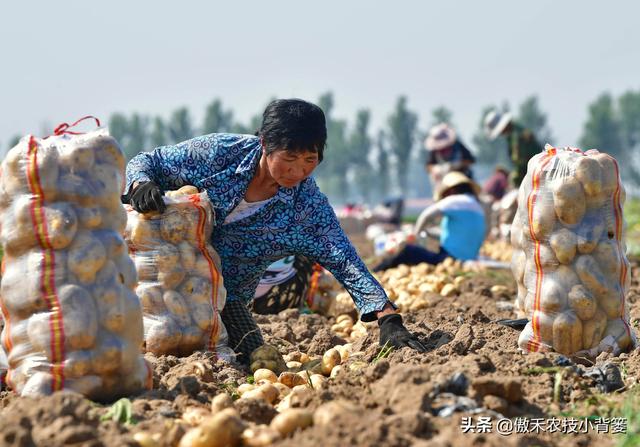 种植马铃薯只要抓好这几点，农民实现高产增收很简单