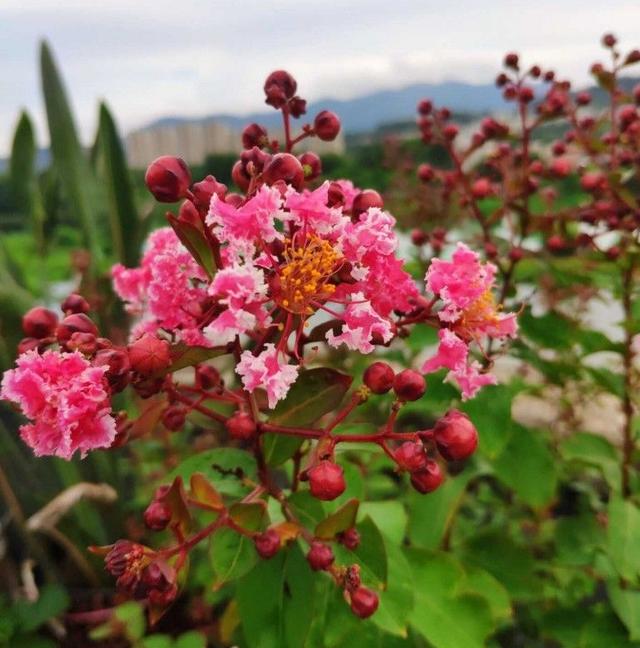 4种适合庭院种植的花，花量大表现好，花色也很正，花开不断