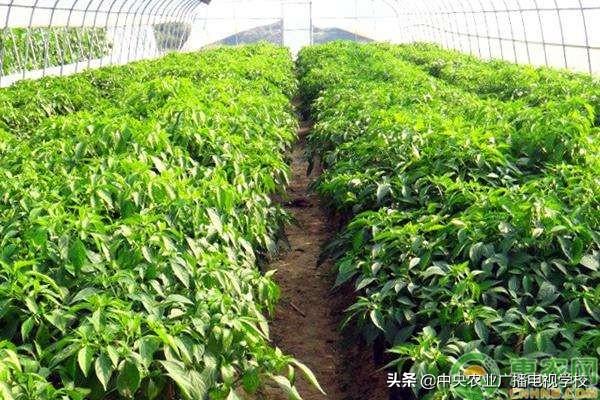 【农技】2020年各类蔬菜种植时间分布表