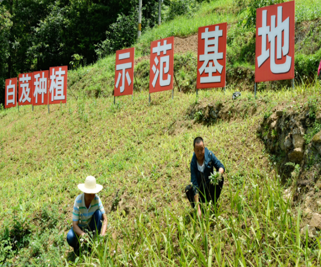 又是种植骗局？亩利润3万元农民眼热无人敢种，种苗都买不起