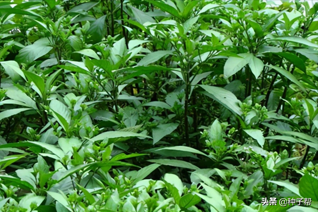 板蓝根-有名的药材，它在什么时候种植和收获？种植技术介绍