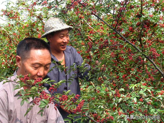 怎样才能种植出好花椒？花椒怎样采种、播种、育苗、定干？