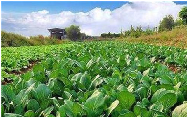 有机蔬菜种植方法，及虫害防治法，教你怎么种植绿色又健康的蔬菜